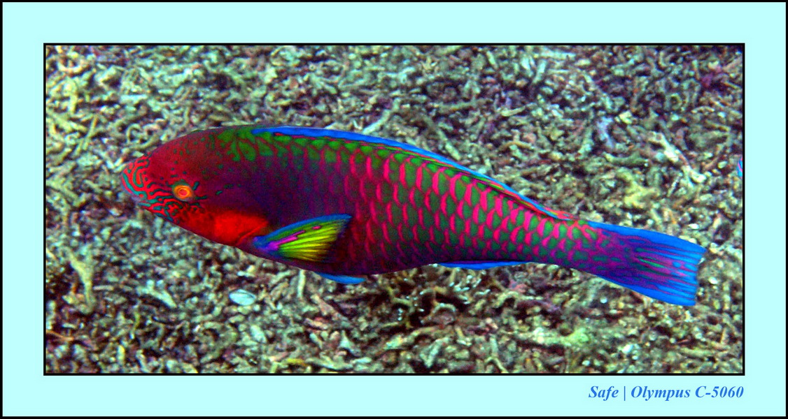 2005 - 08 - Redang  - 215.JPG